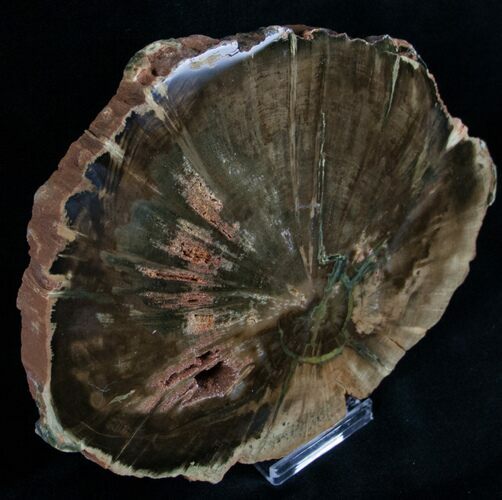 Zimbabwe Petrified Wood Slab - x #7027